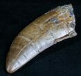 Daspletosaurus Tooth - T-Rex Relative #7528-2